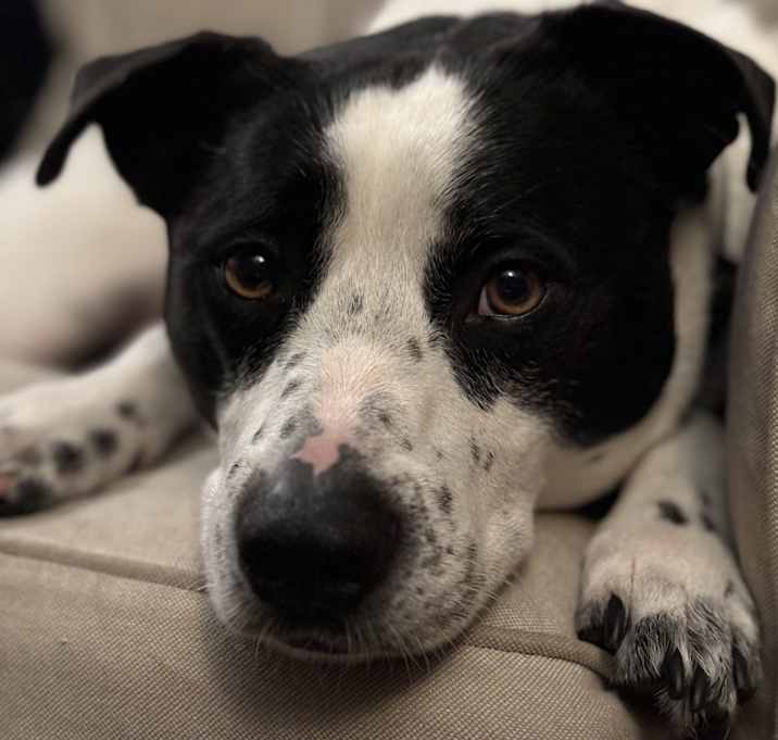 Photo of Ollie