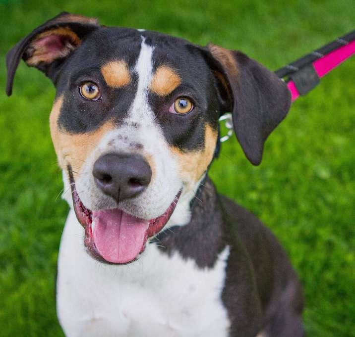 Photo of Tucker