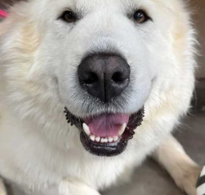 Photo of Luna
