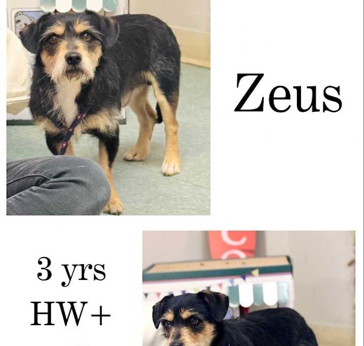 Photo of Zeus