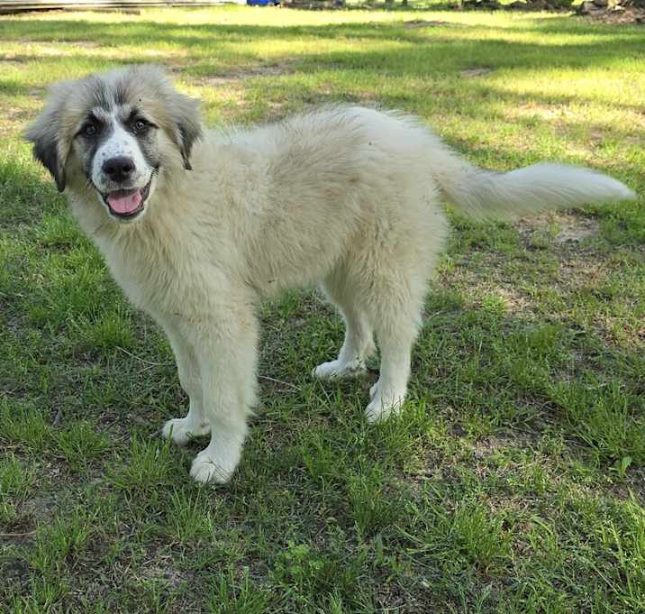 Photo of Tofu