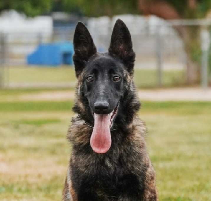 Photo of Sabre