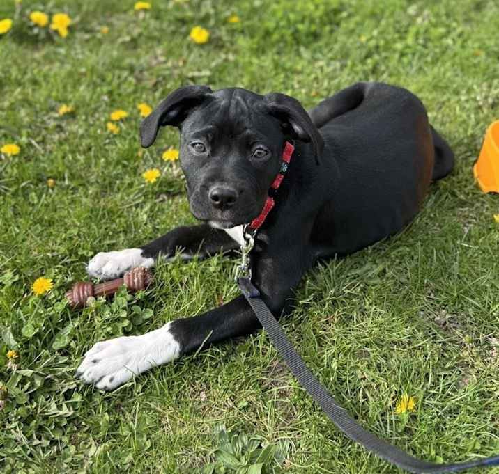 Photo of Phoebe (25-034 D)