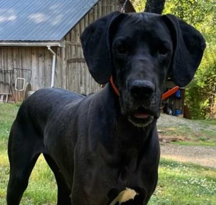 Photo of Harley