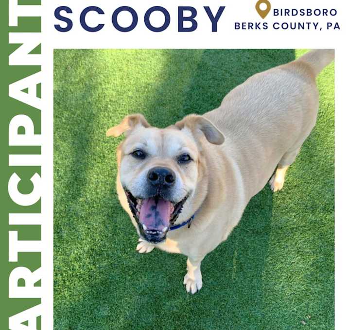 Photo of Scooby (fka Dusti)