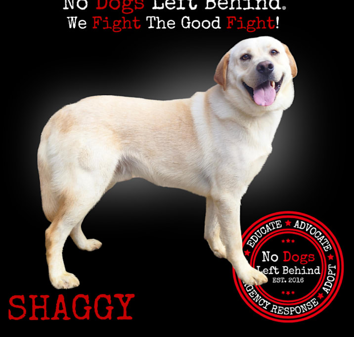 Photo of Shaggy 7714