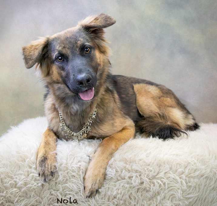 Photo of Nola Adoption Pending