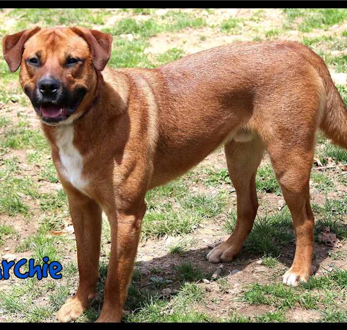 Photo of Archie