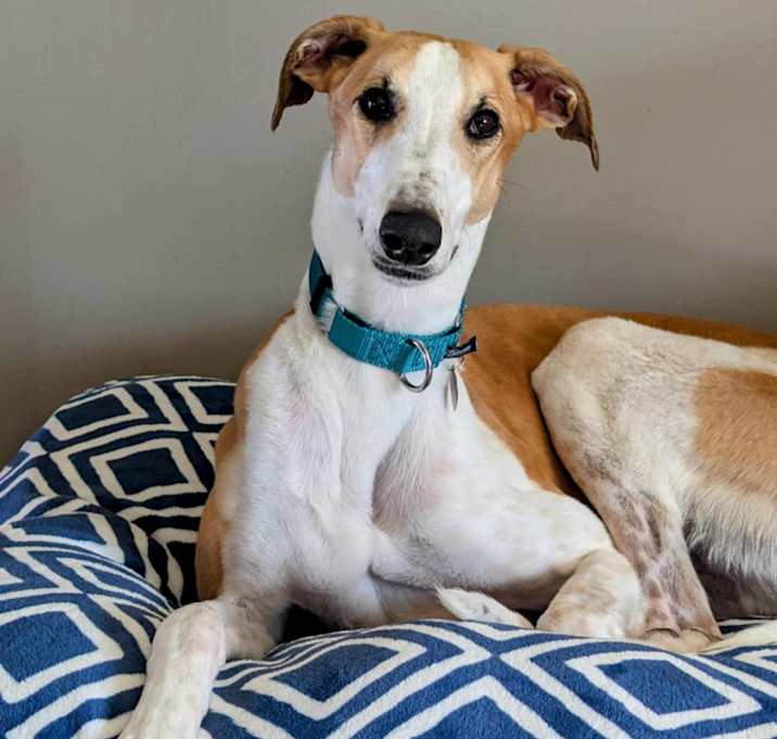 Photo of Pepper Jack