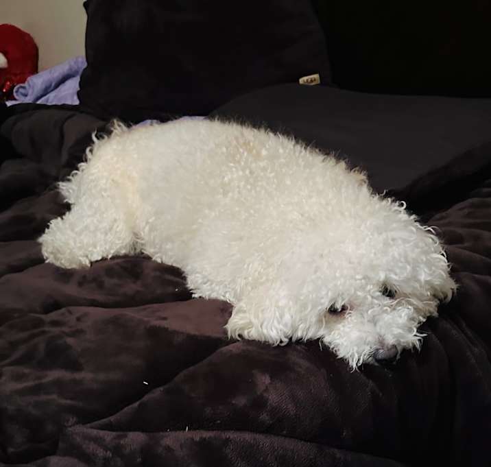Photo of Gofy