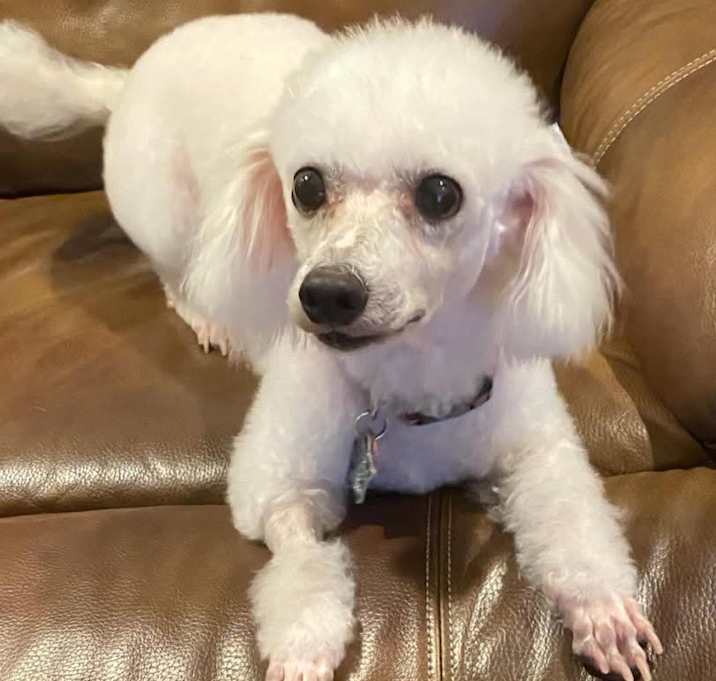 Photo of POPPY