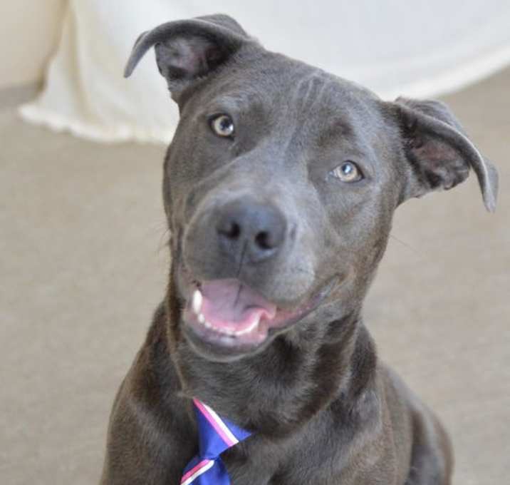 Photo of Blue (In Foster)
