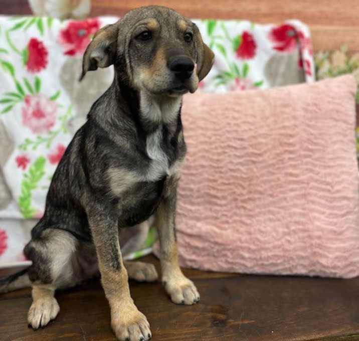Photo of Maple