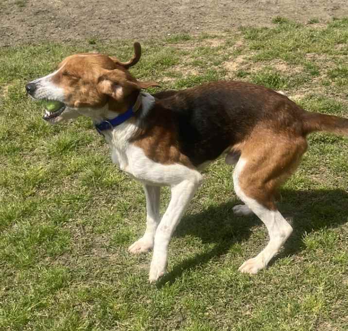 Photo of Cooper