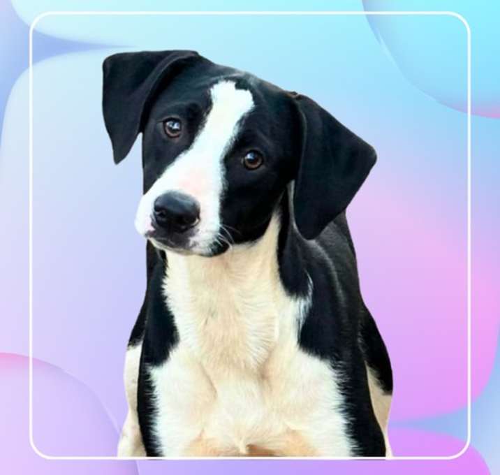 Photo of Lester - Good Boy