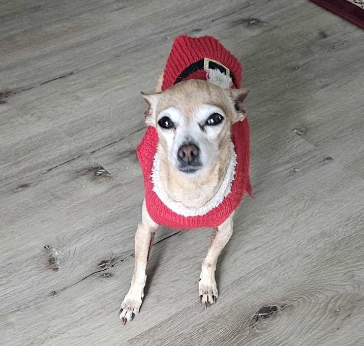 Photo of Chuckies (Minnie)