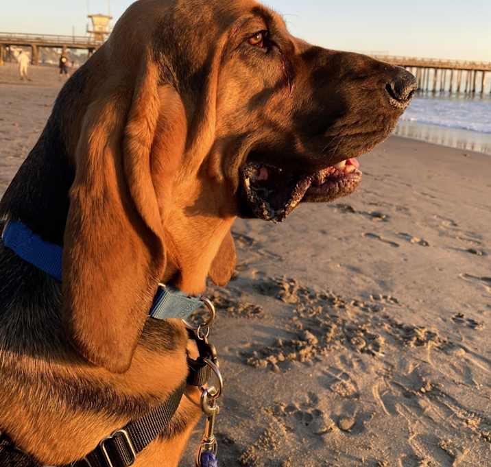 Photo of Scooby