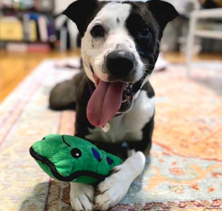 Photo of June Bug