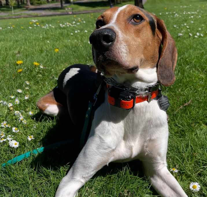 Photo of Foxtrot