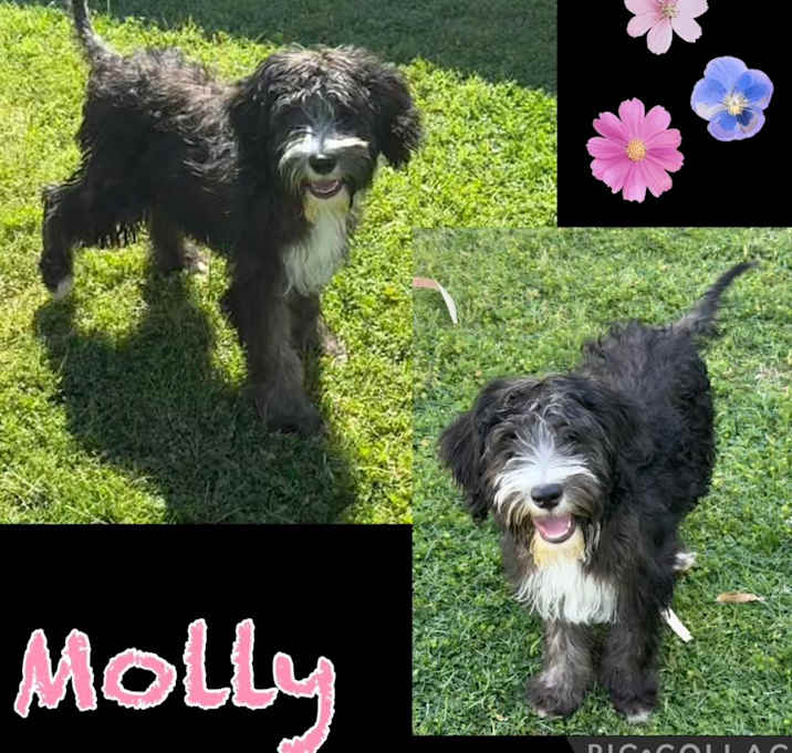 Photo of Molly