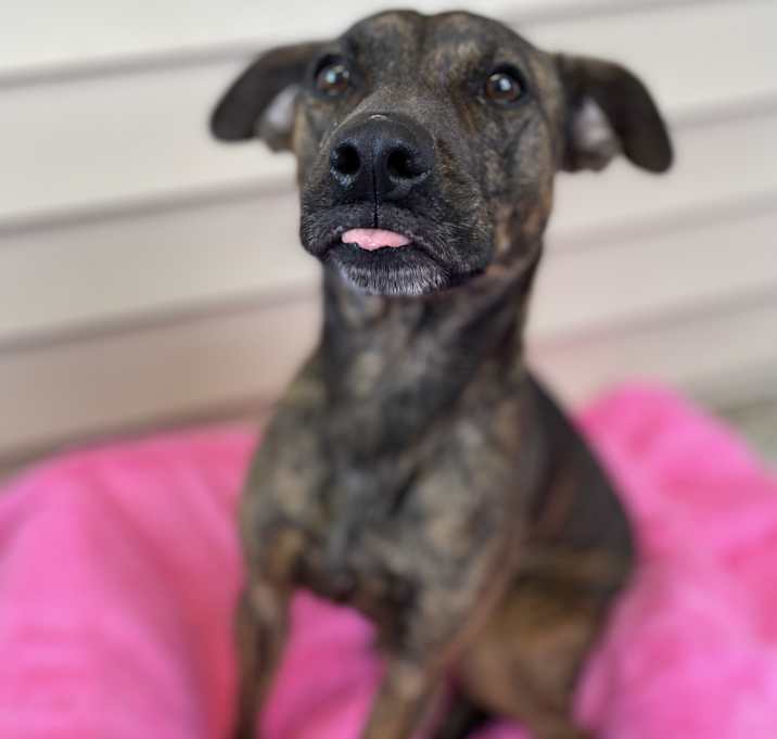 Photo of Vesper