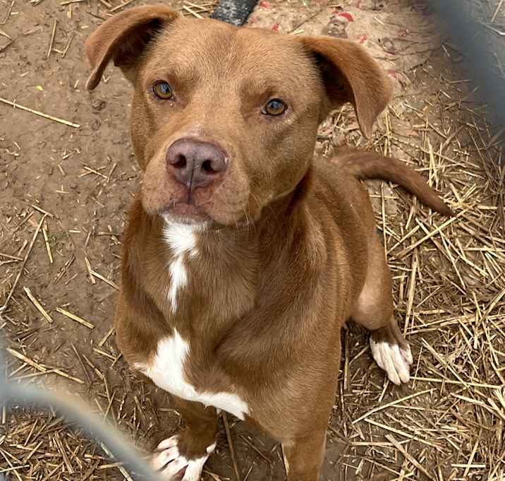 Photo of Goose