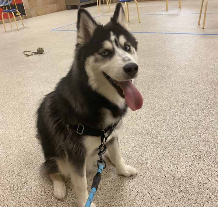 Photo of Balto
