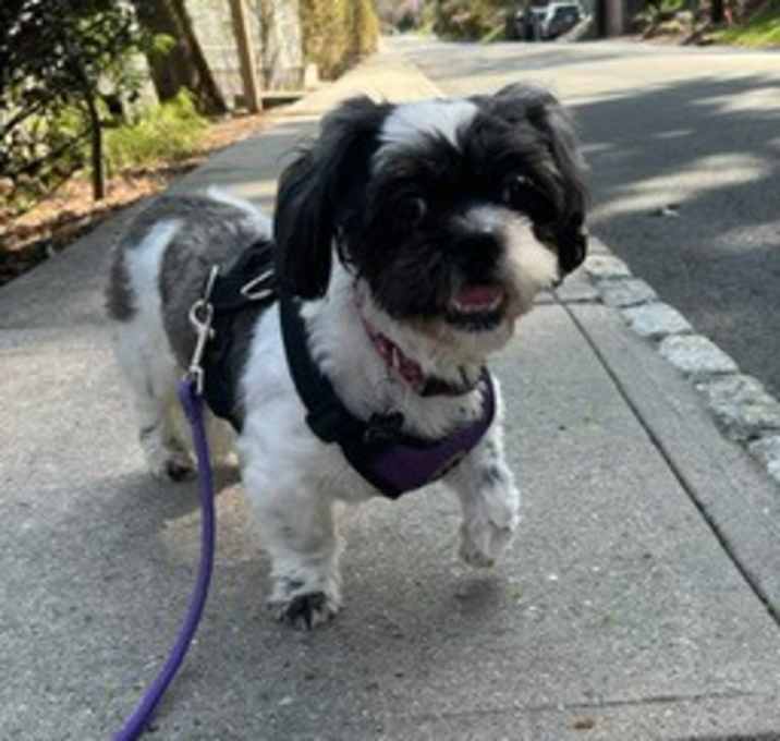 Photo of Patches