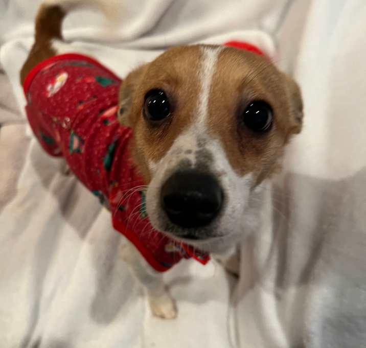 Photo of Snickers