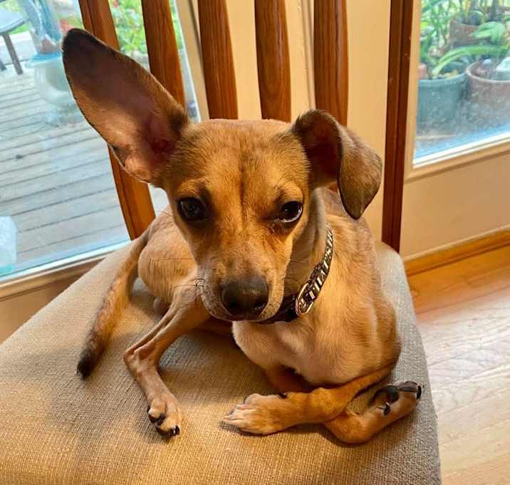 Photo of Pogo
