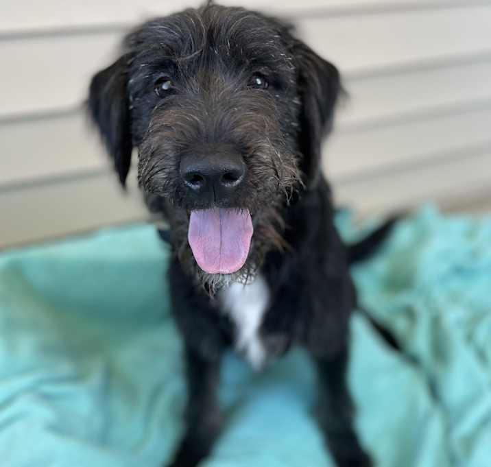 Photo of Inky