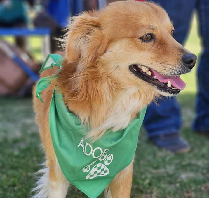 Photo of Copper