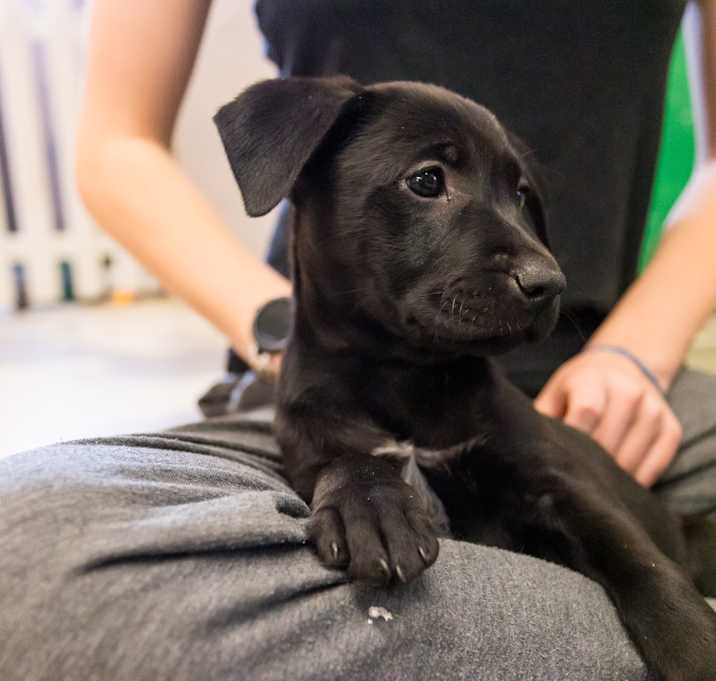 Photo of Bagheera
