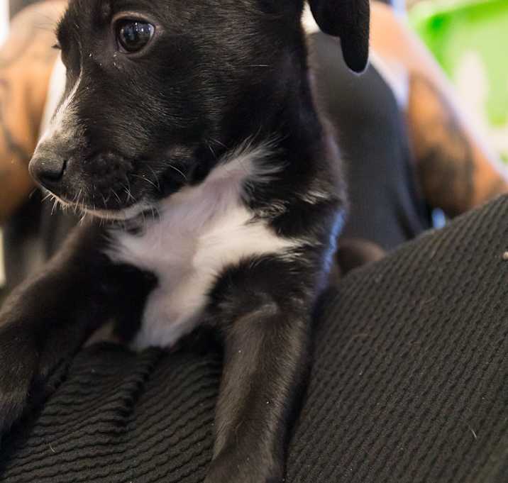 Photo of Mushu