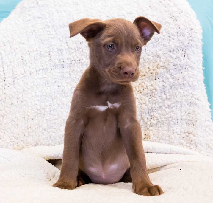 Photo of Willow