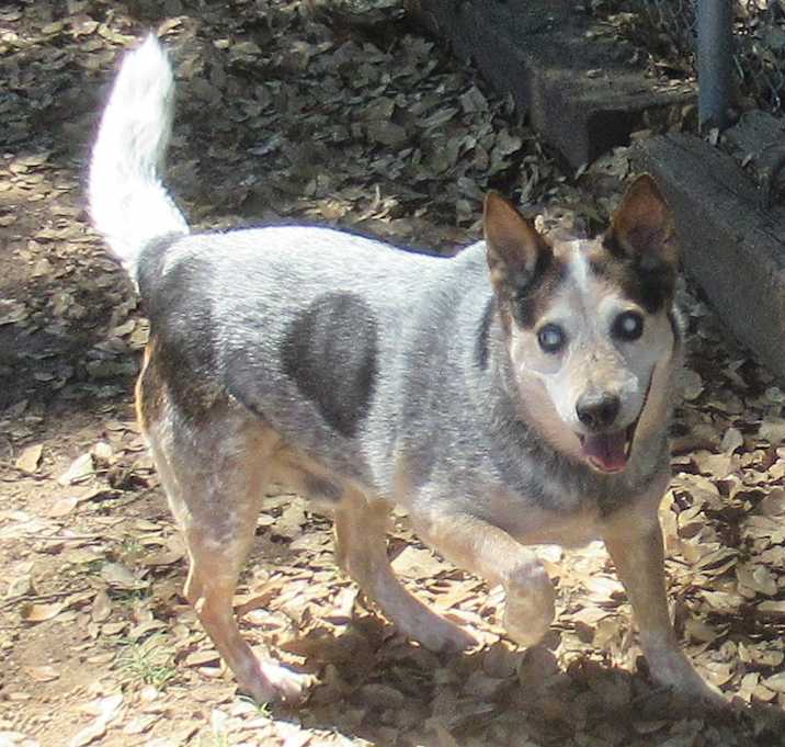 Photo of Darcy