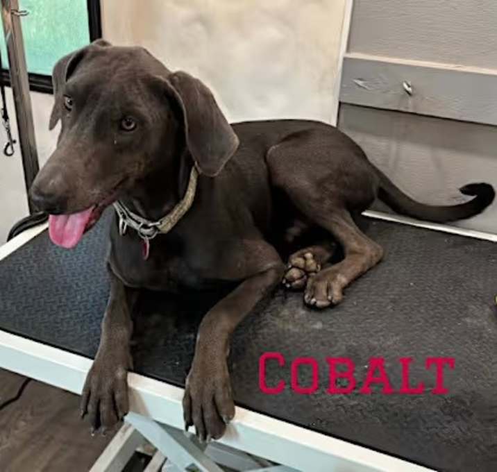 Photo of Cobalt