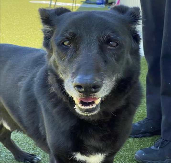 Photo of DIESEL