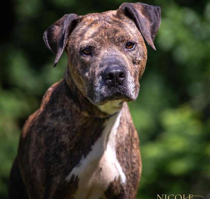 Photo of ONYX