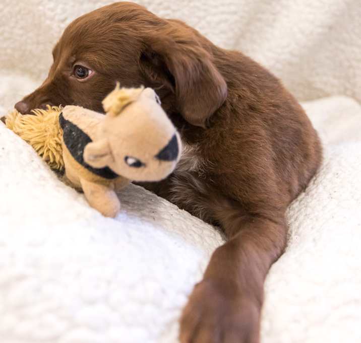 Photo of Oso
