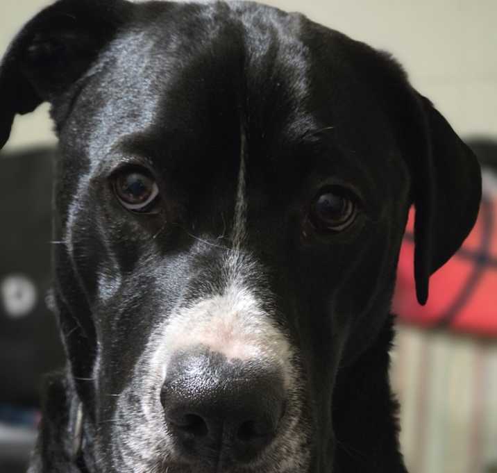 Photo of Rocky