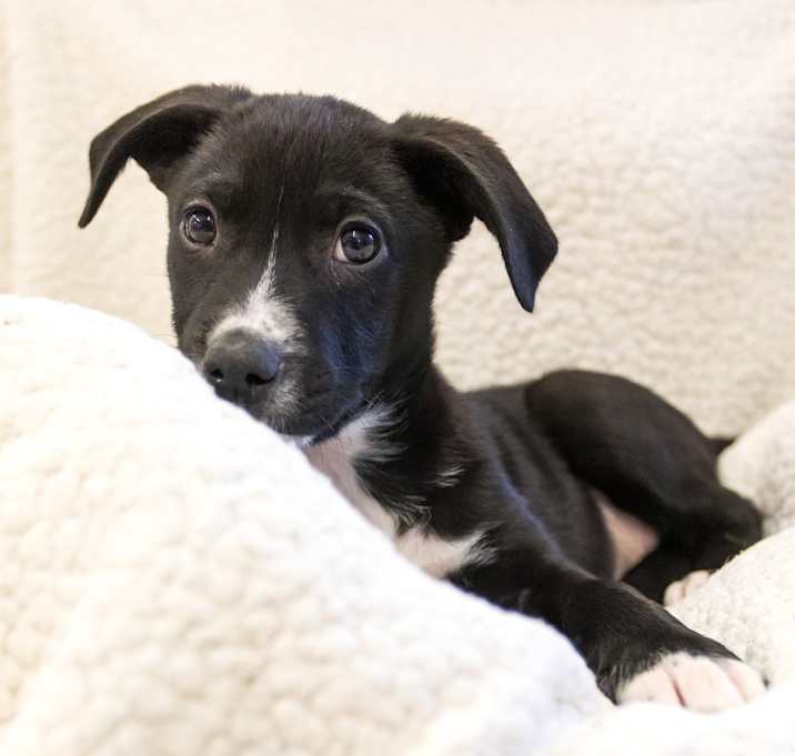 Photo of Stitch