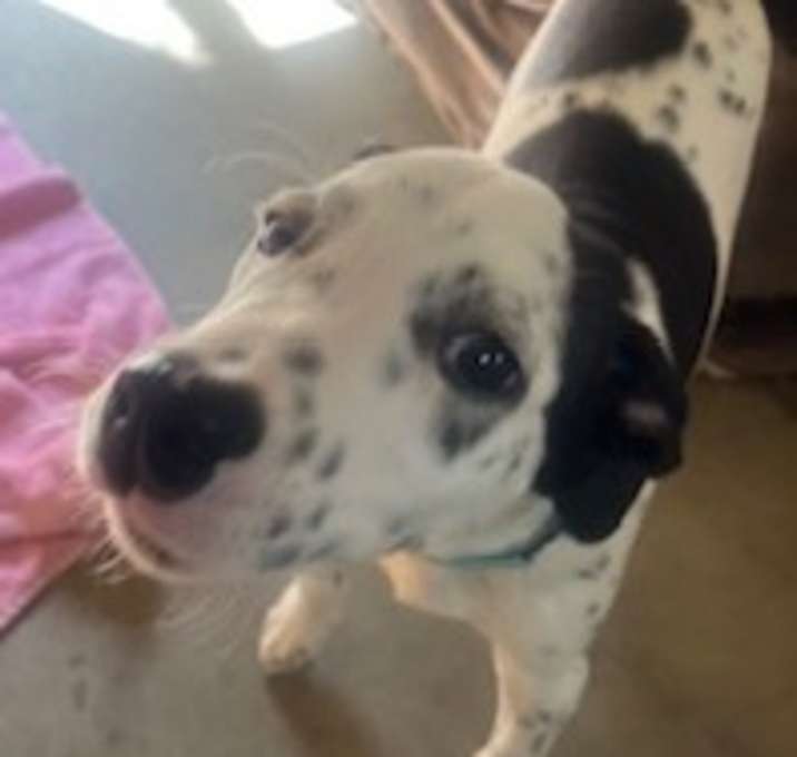 Photo of Snoopy