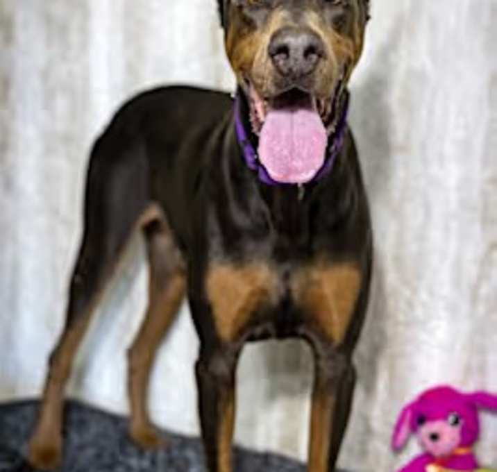 Photo of Commander Bo