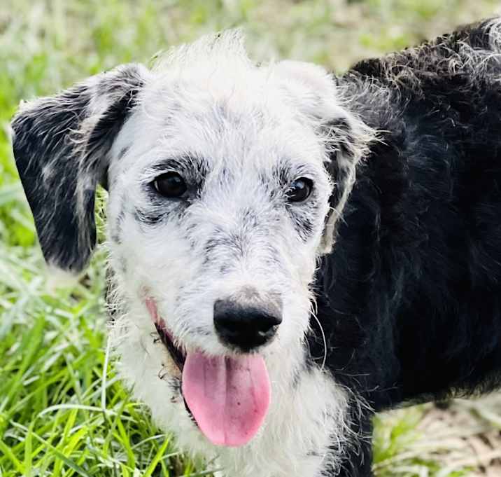 Photo of Scarlet