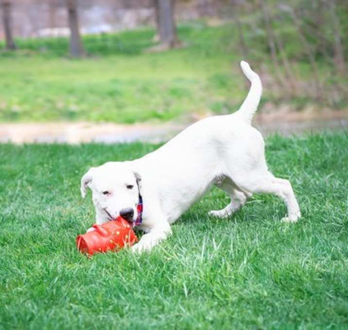 Photo of Buzz