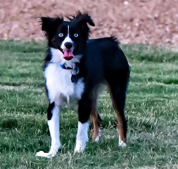 Photo of Roku