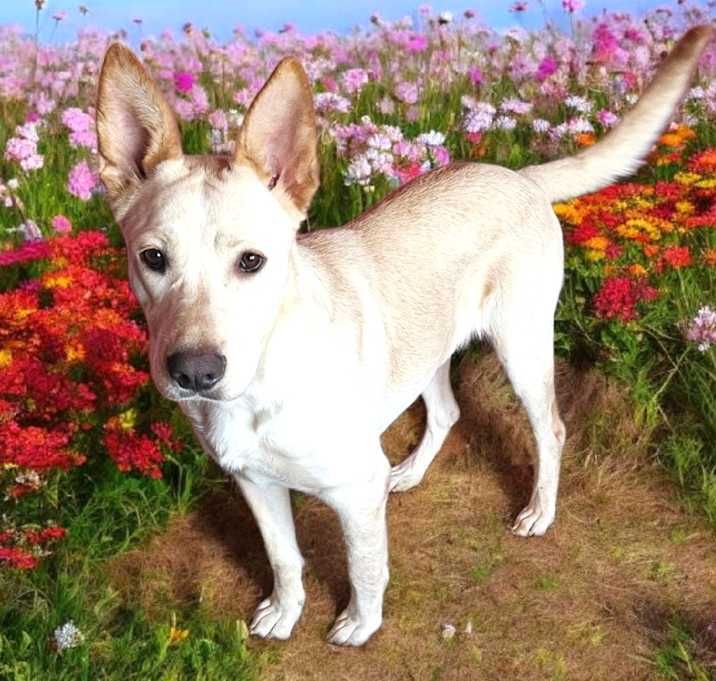 Photo of SADIE