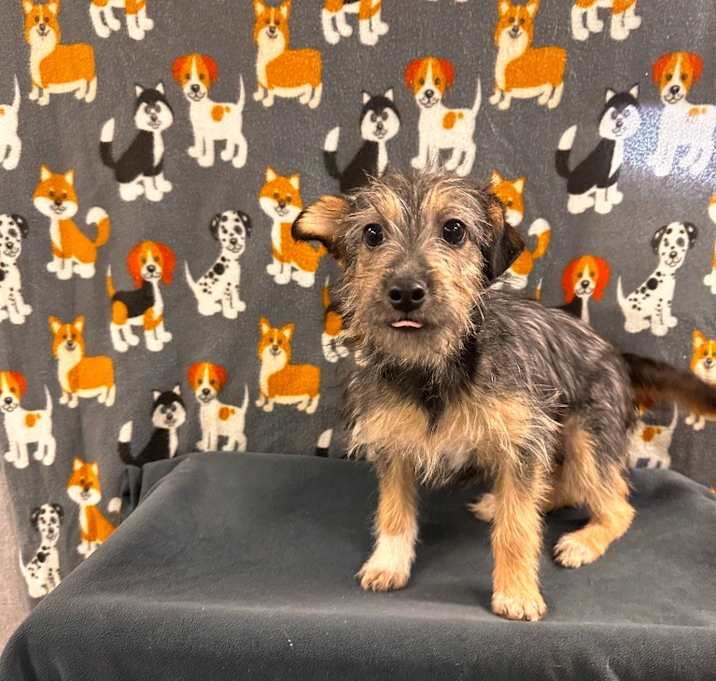Photo of Honey