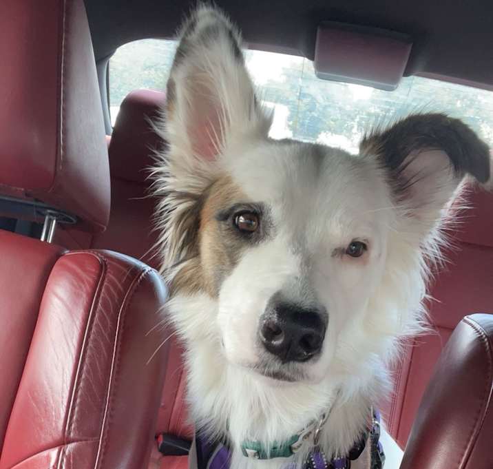 Photo of Ghost